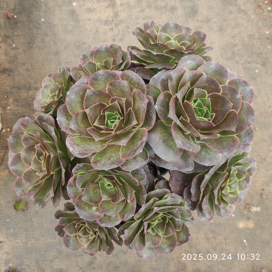 ON454 チャーム　ゴールド（18cm pot）