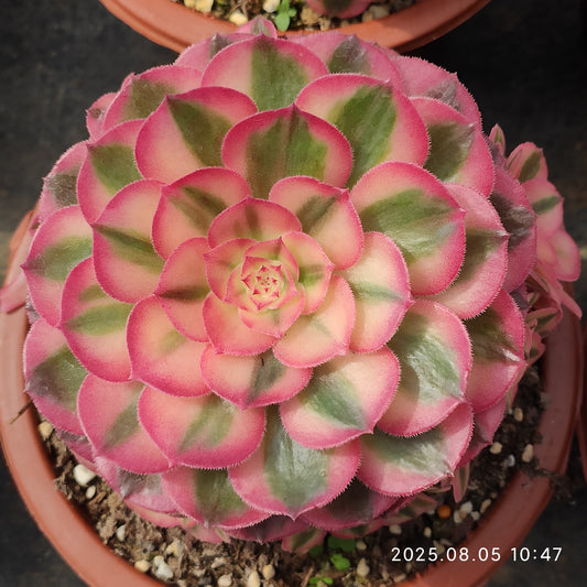 GDX022 アエオニウム　ゴージャス（16cm pot）