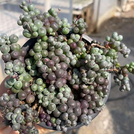 26648 ローリーエーナス