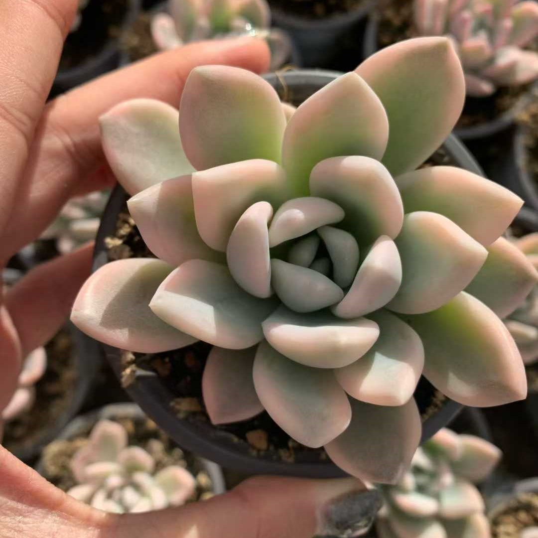 26230 オパリナ錦