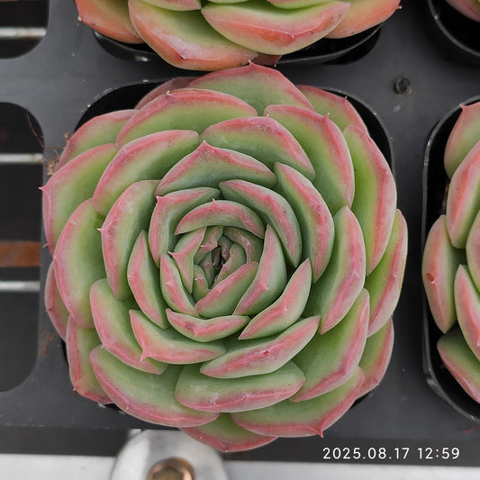 LMM400 ティル　ザー　エンド（6.5cm pot）