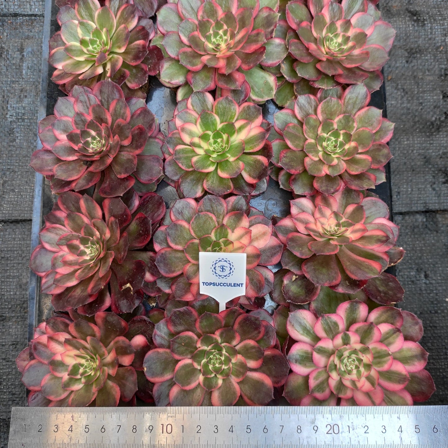 19095 ブラック　デビル