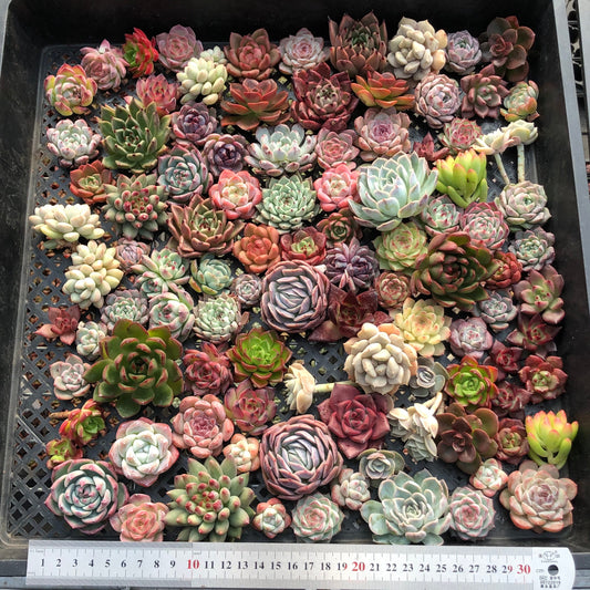 17856 ミックス苗（3cm pot）(穴トレー苗)19