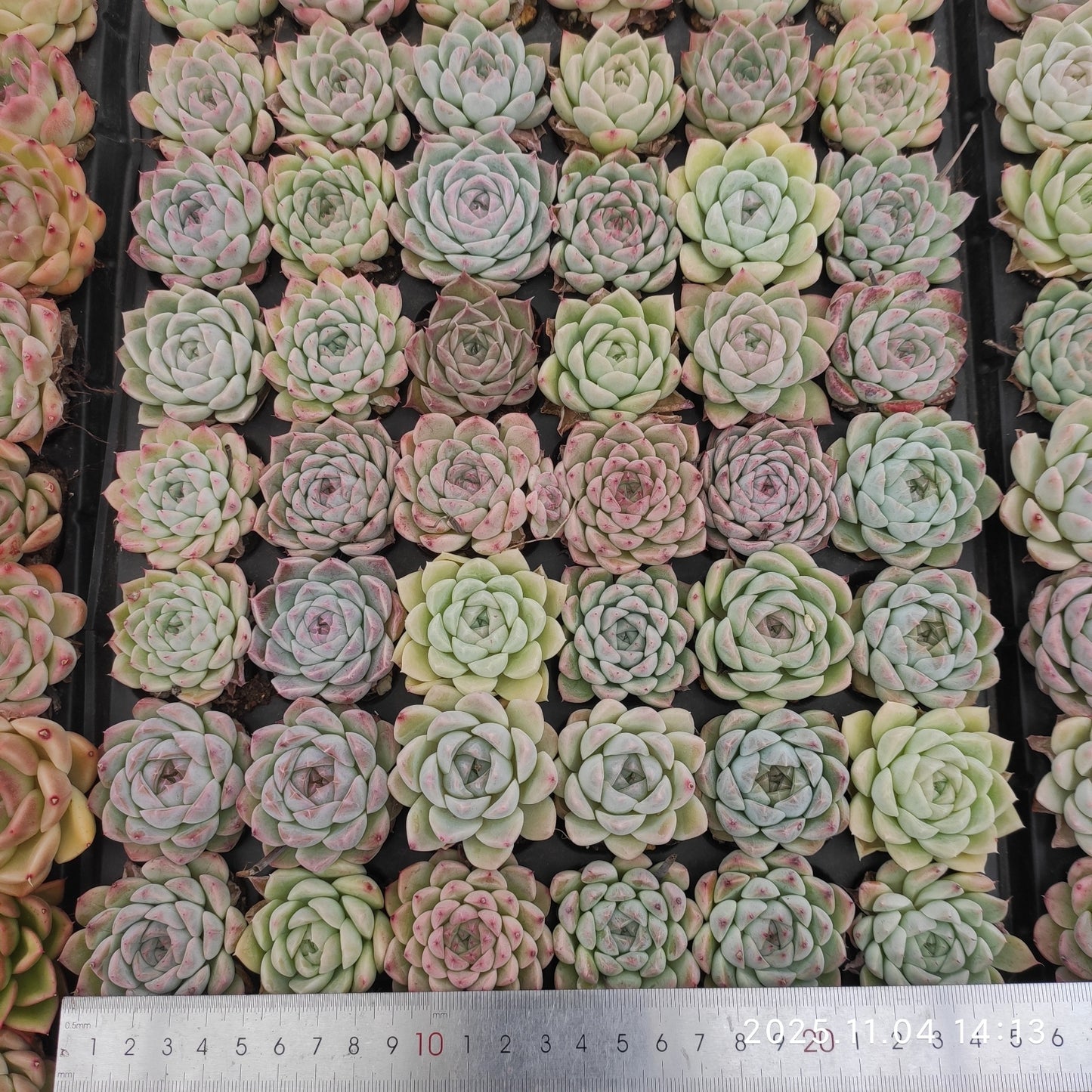 22292  マルガンhyb（3cm pot）（ポット苗）