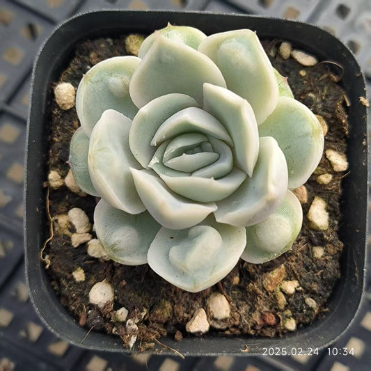 LG741 マキアート (6.5cm pot)