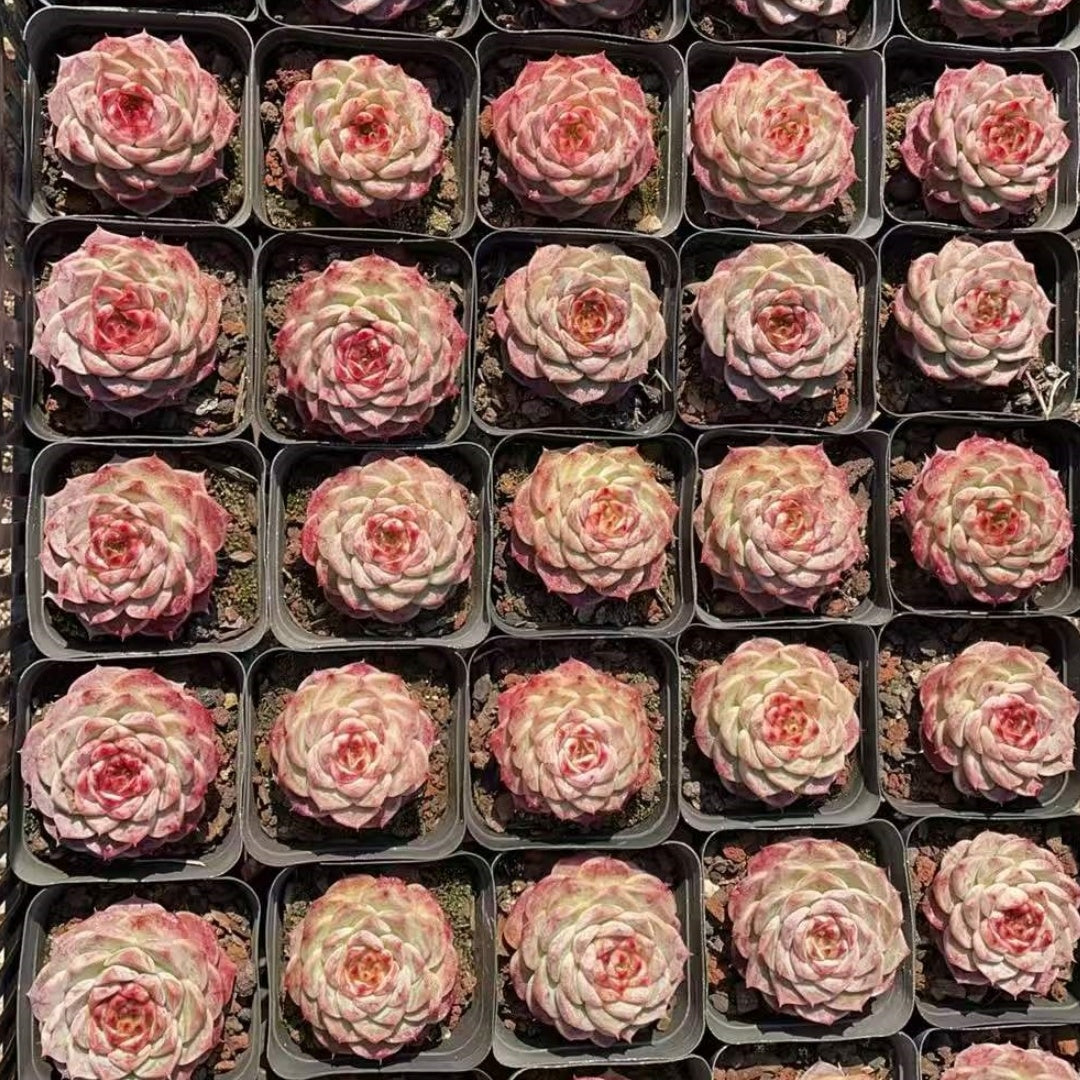 16746 レッドベルベット