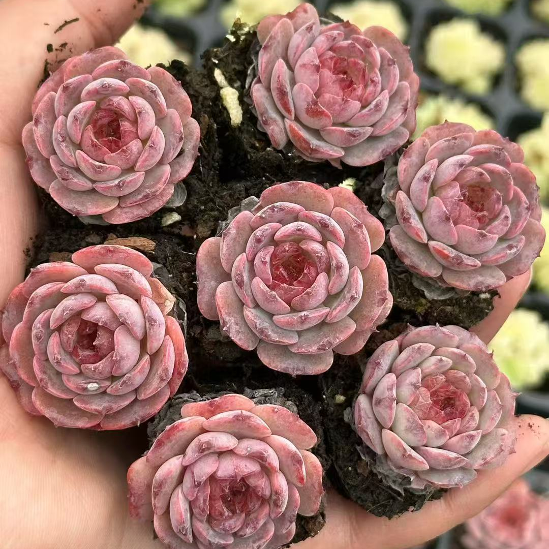 23510 ノー　メーク x レッド　ベルベット（3cm pot）