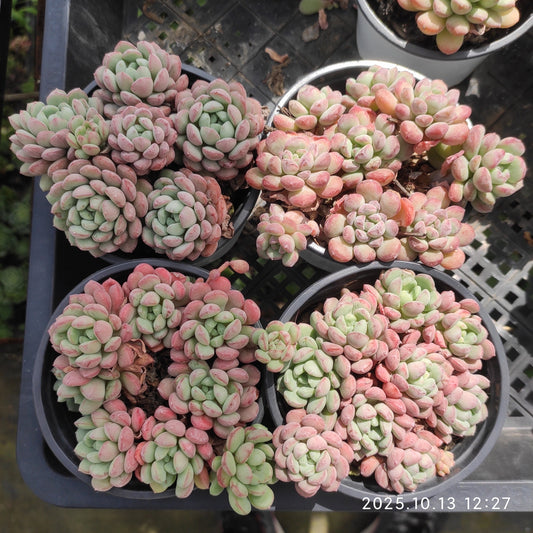 16311 リトルレッドエッグ（9cm pot）