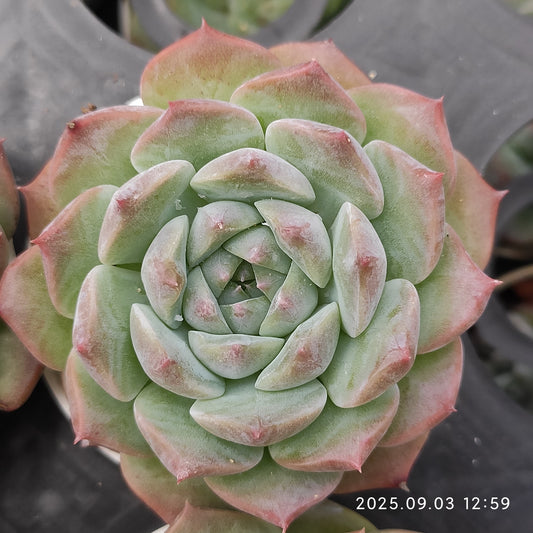 ZZA134 ピュアラブ(5.5cm pot)