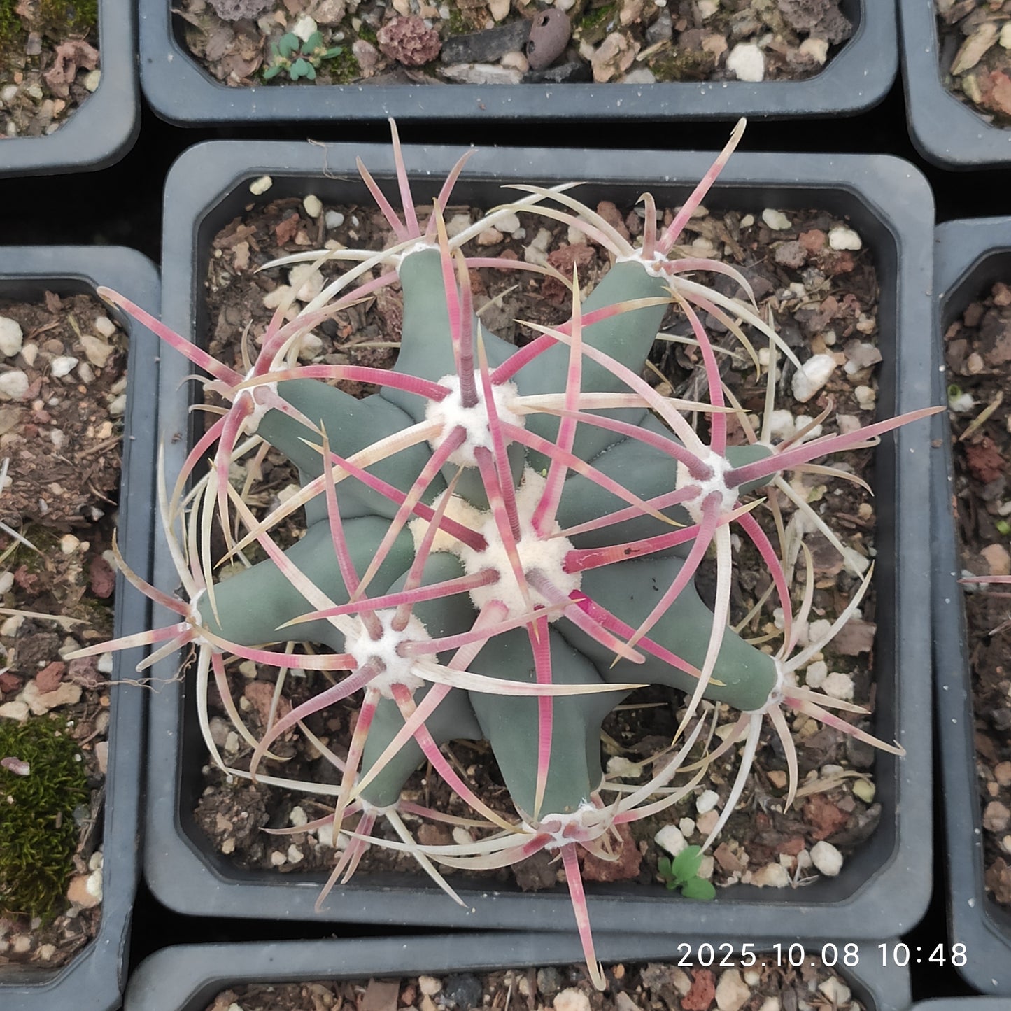 DMC051 フェロカクタス　江守（12cm pot）