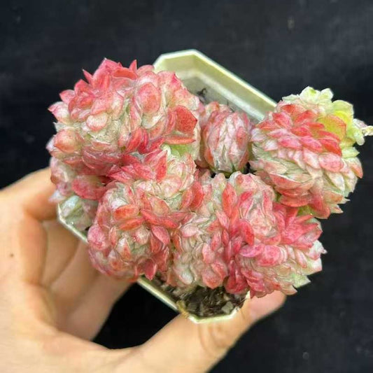 BL2076 レモンベリー綴化（7cm pot）