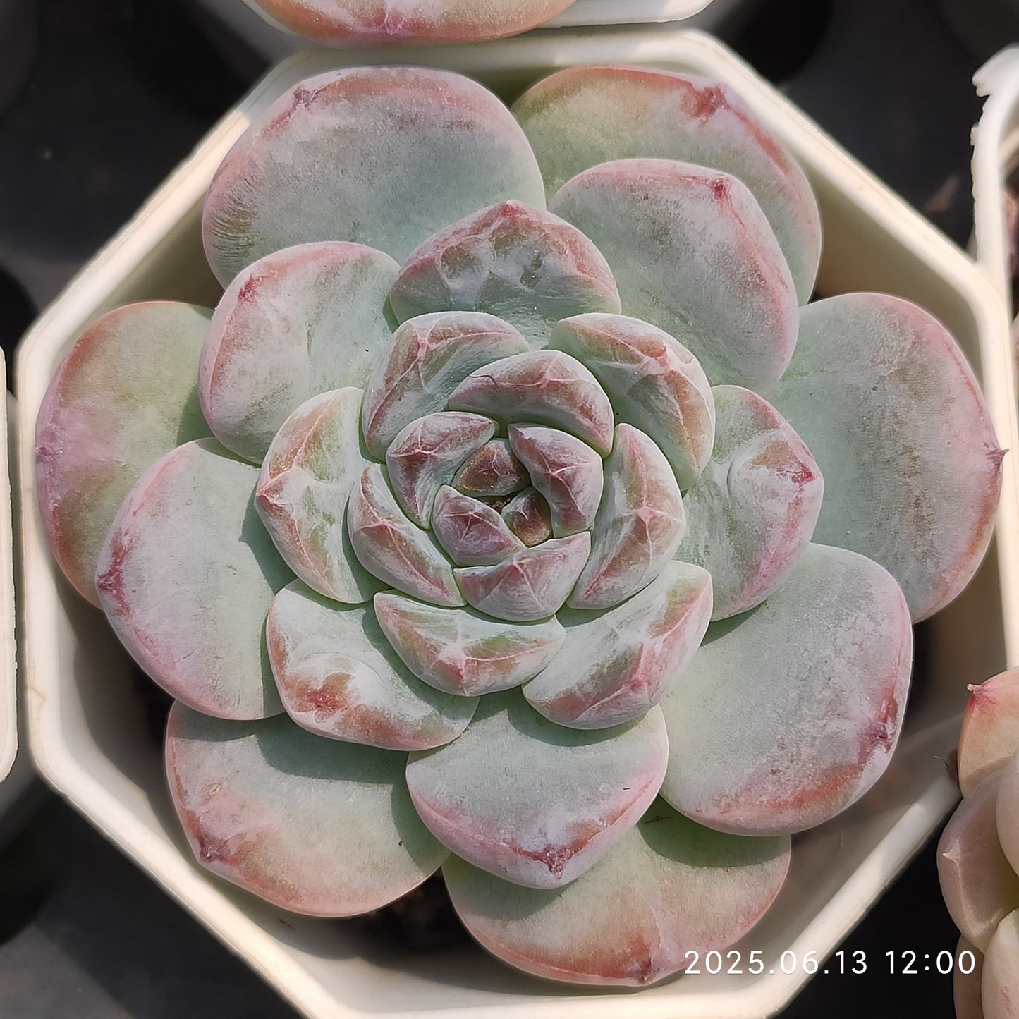 NGN734 ピンクピーチ（7cm pot）