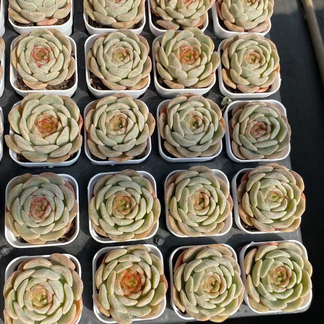 MMY217 アイスクリスタル（氷の結晶）