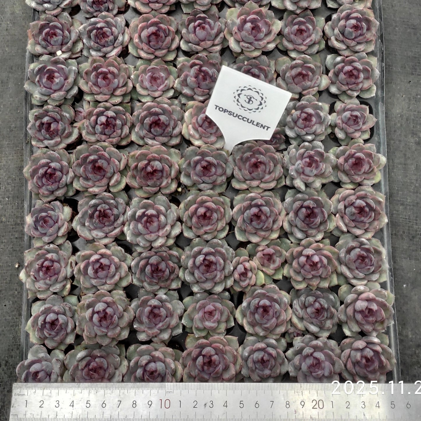 22127  チーズブルーベリー（3cm pot）（ポット苗）