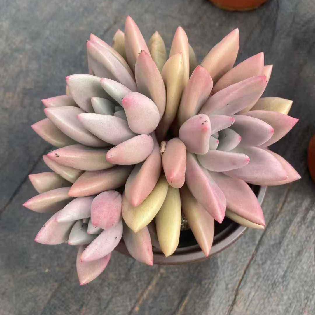 261231 ルビードナ