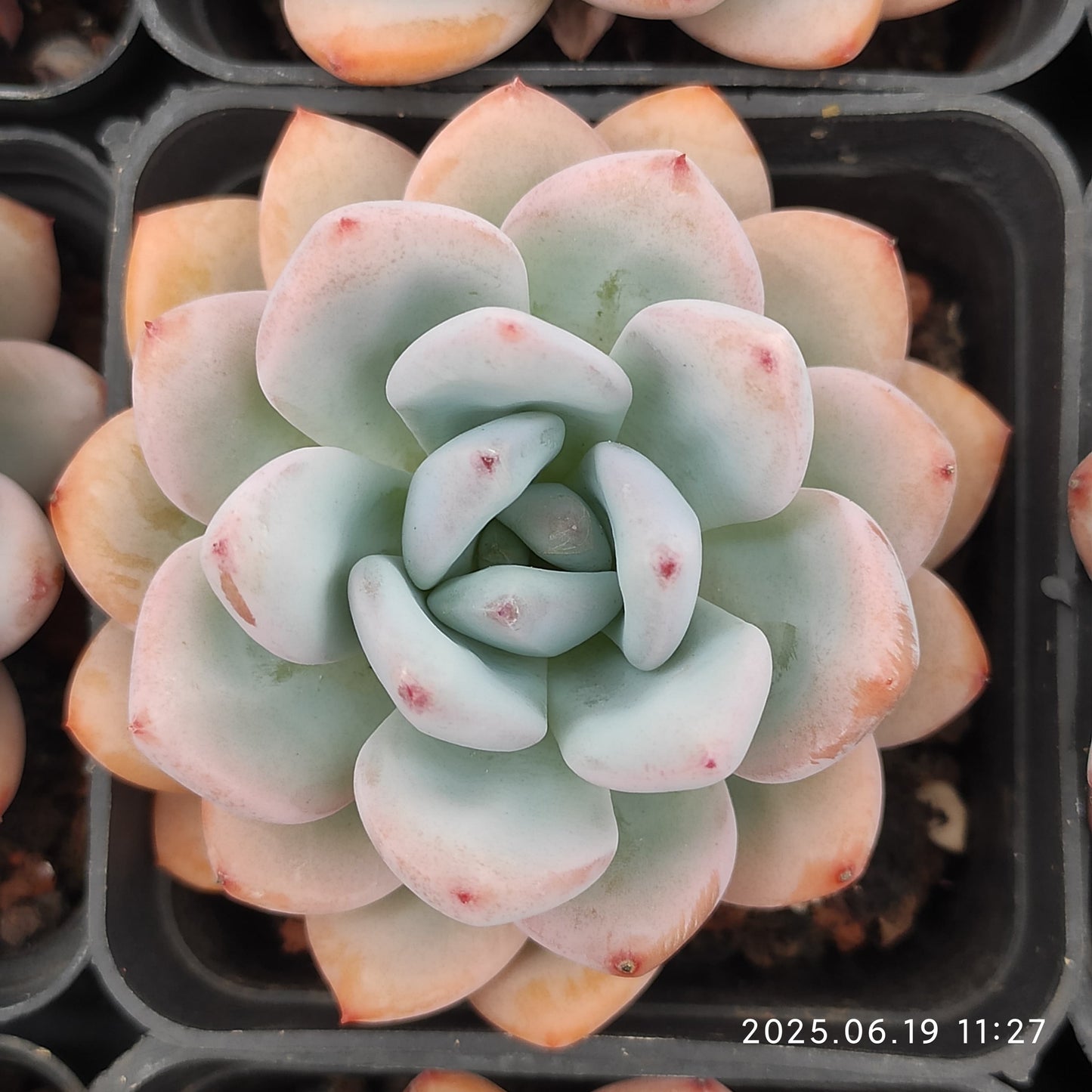 THH010 スパーク　スノー（7cm pot）