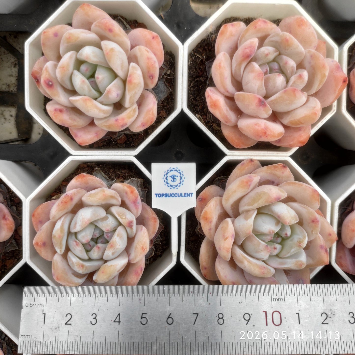 19741 オレンジモンロー