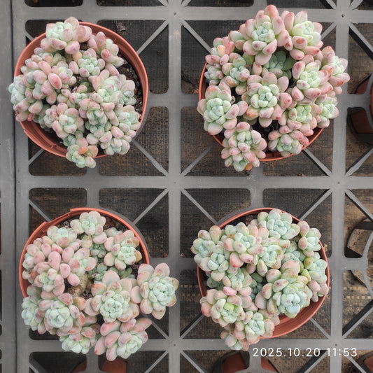 21837 クラバツム（12cm pot）