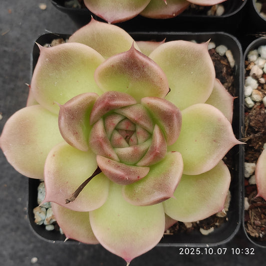 XQ1435 ローミーオーHyb（7cm pot）