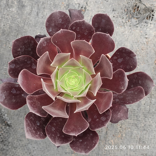 ZXX318 アーボーリーウム　ベルア（9cm pot）