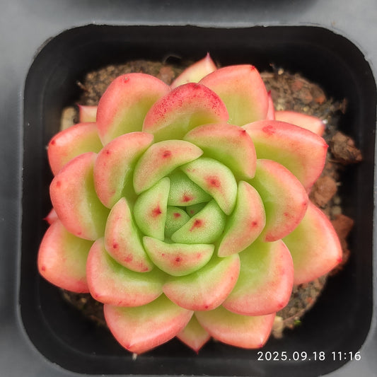 LMM329 レッドキング （6.5cm pot)