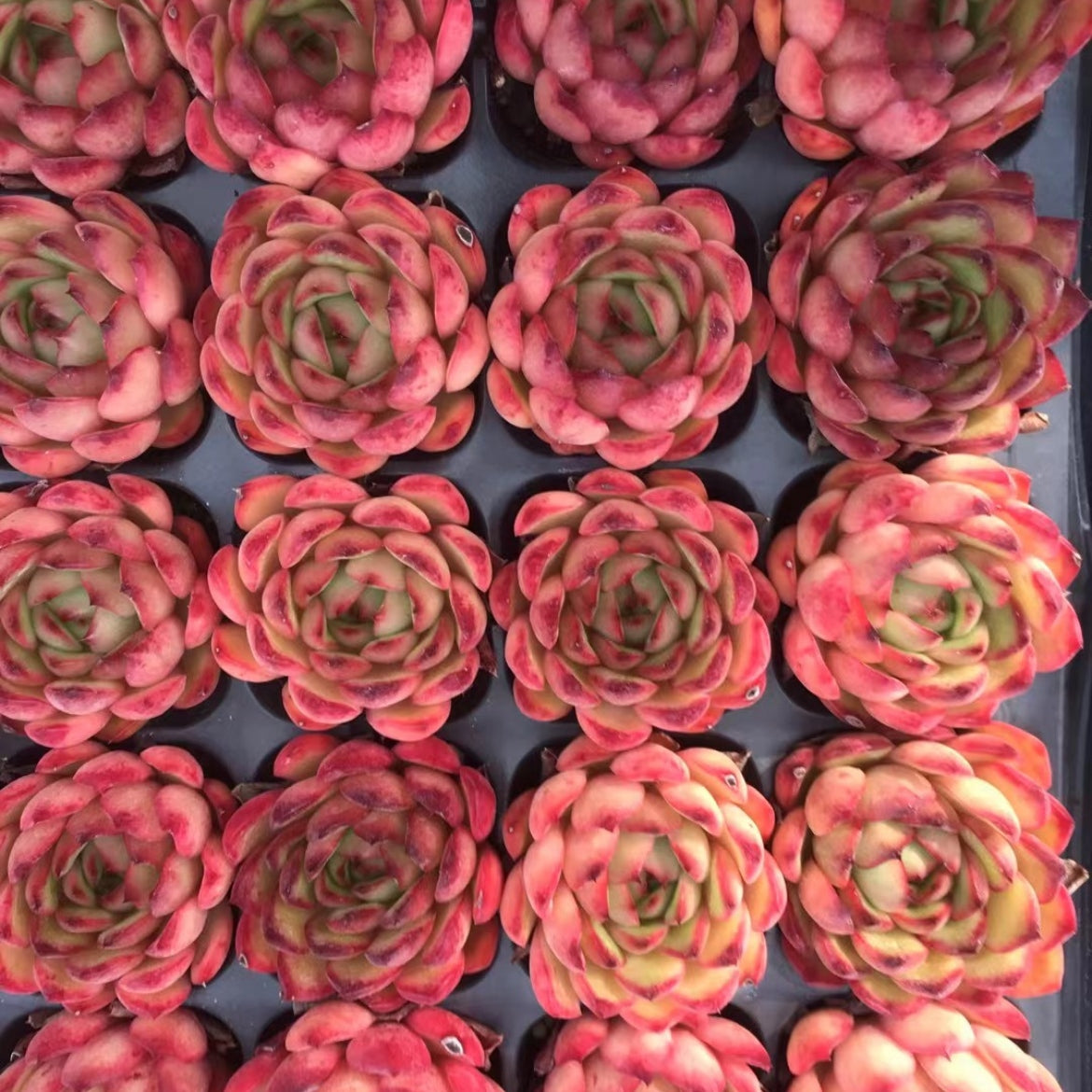 23900 レッドモランHyb