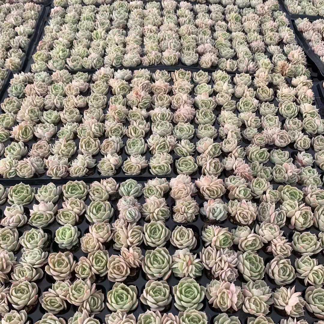 25446 オンスロー