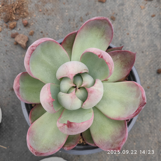 LB037 カシオ（12cm pot）