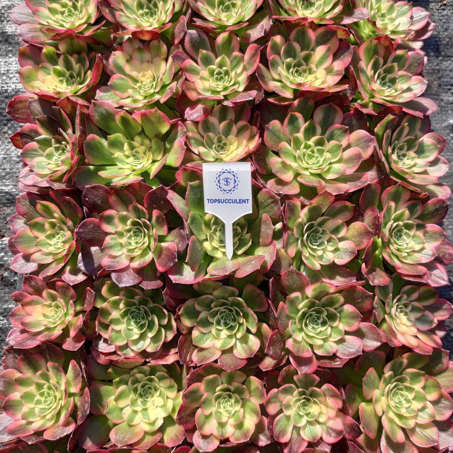 24620 シーフード