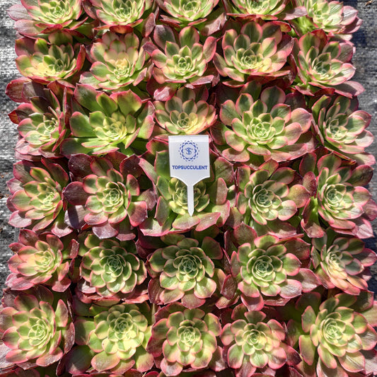 24620 シーフード