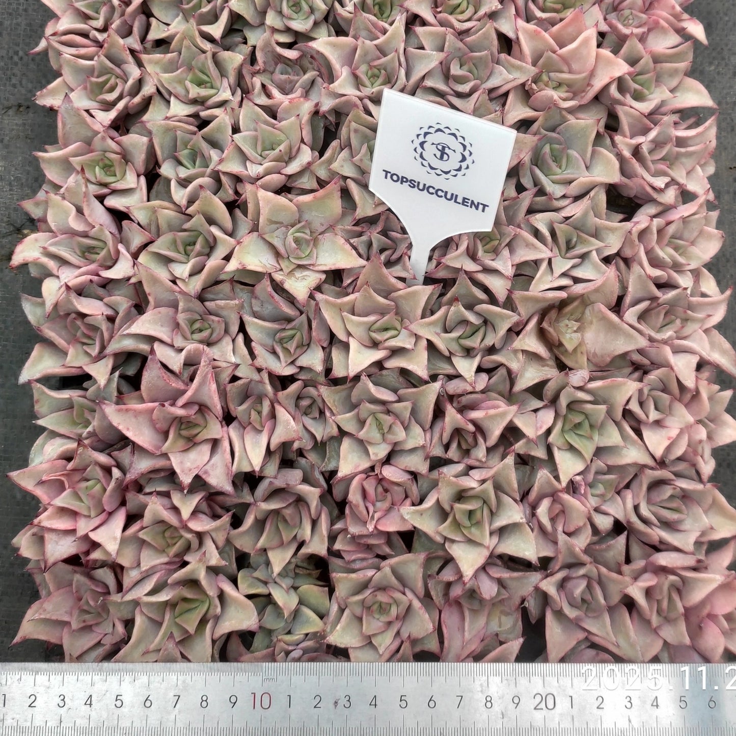 22124  マディバ（3cm pot）（ポット苗）