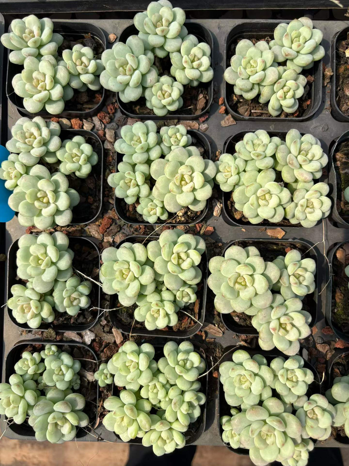 365545 サンシャイン ローズ
