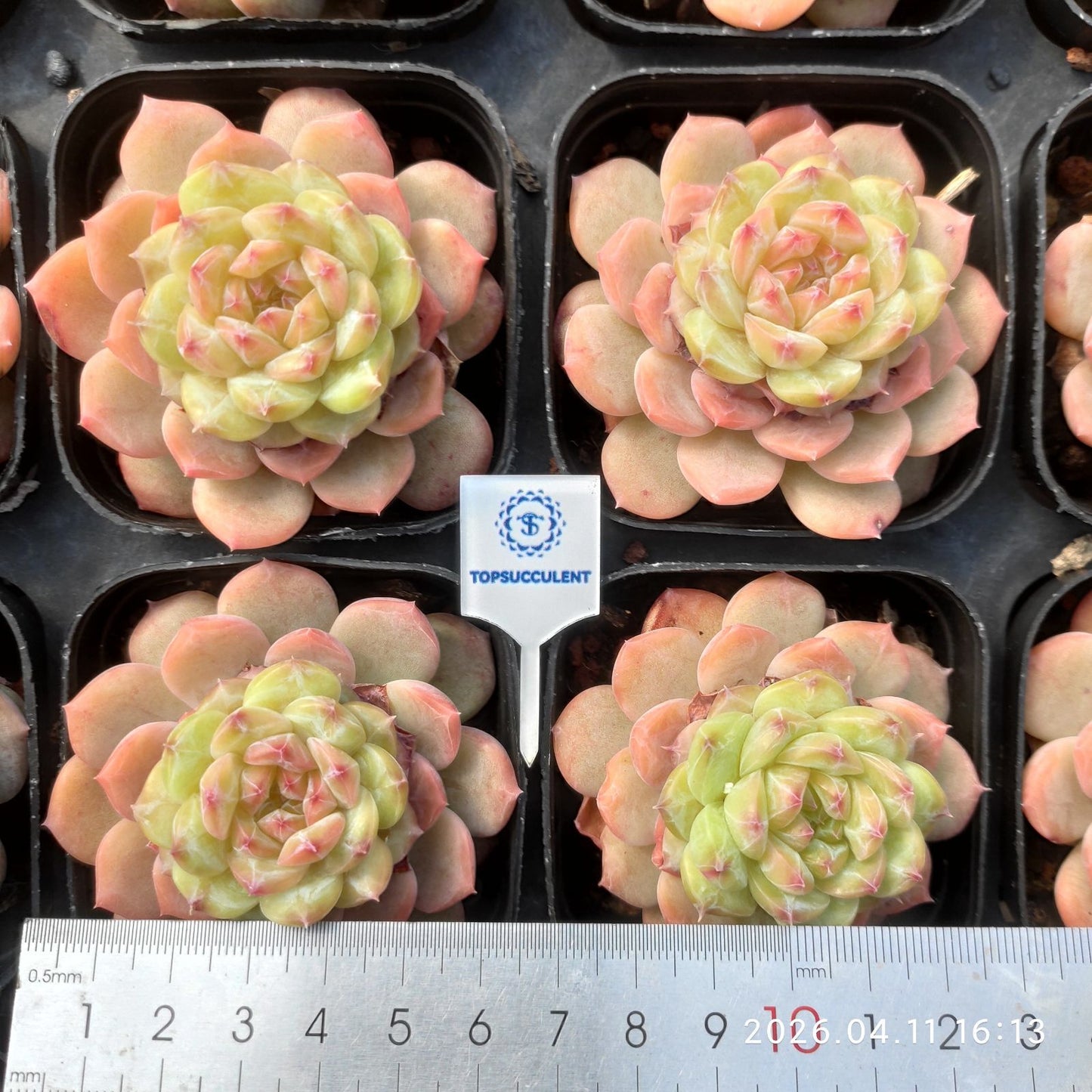 361515 ダスク グロウ