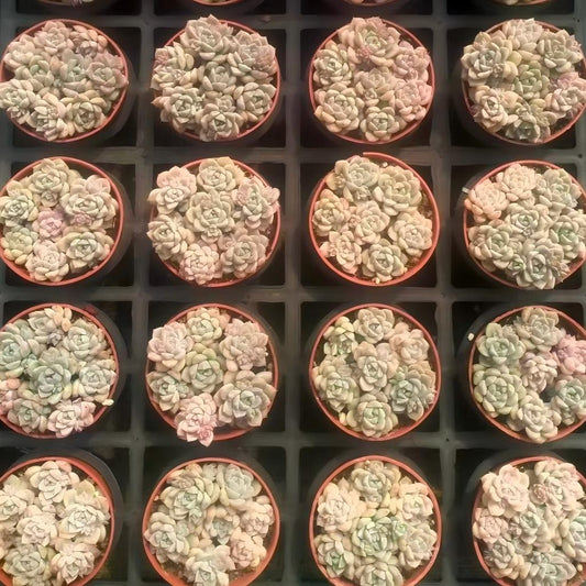 26036 ピンクプロリフィカ