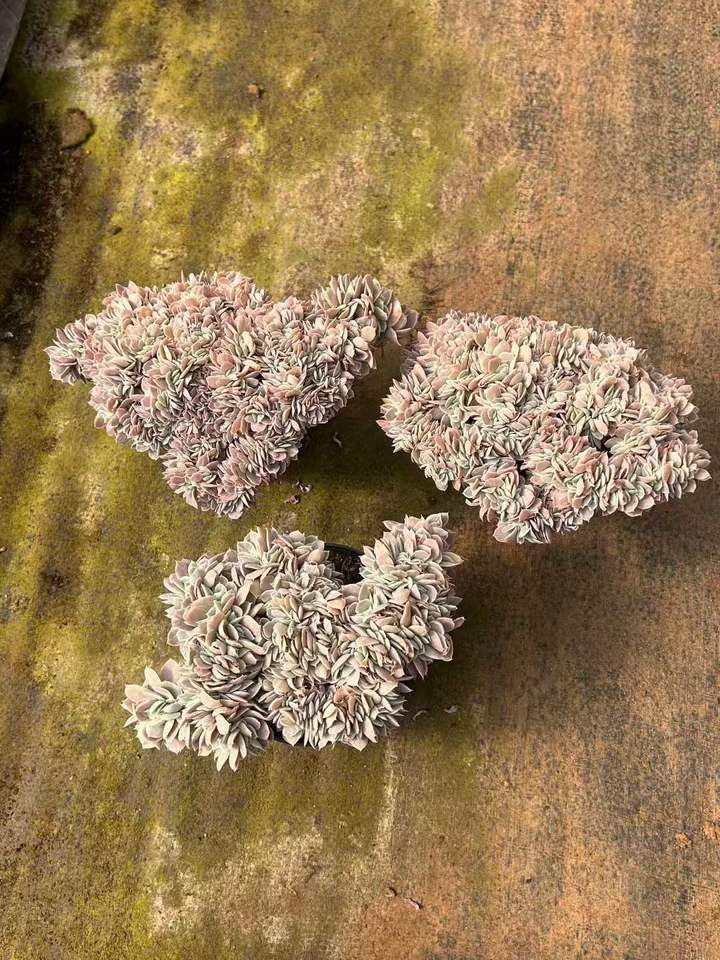 T26439 バークレーライト錦綴化