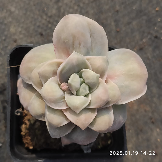 NGN670 ラブリー　ローズ　ドロプス(7cm pot)