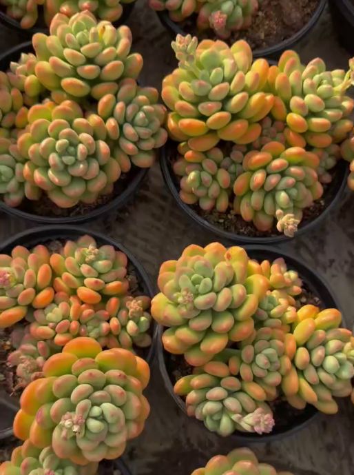 26526 サンシャイングレープ