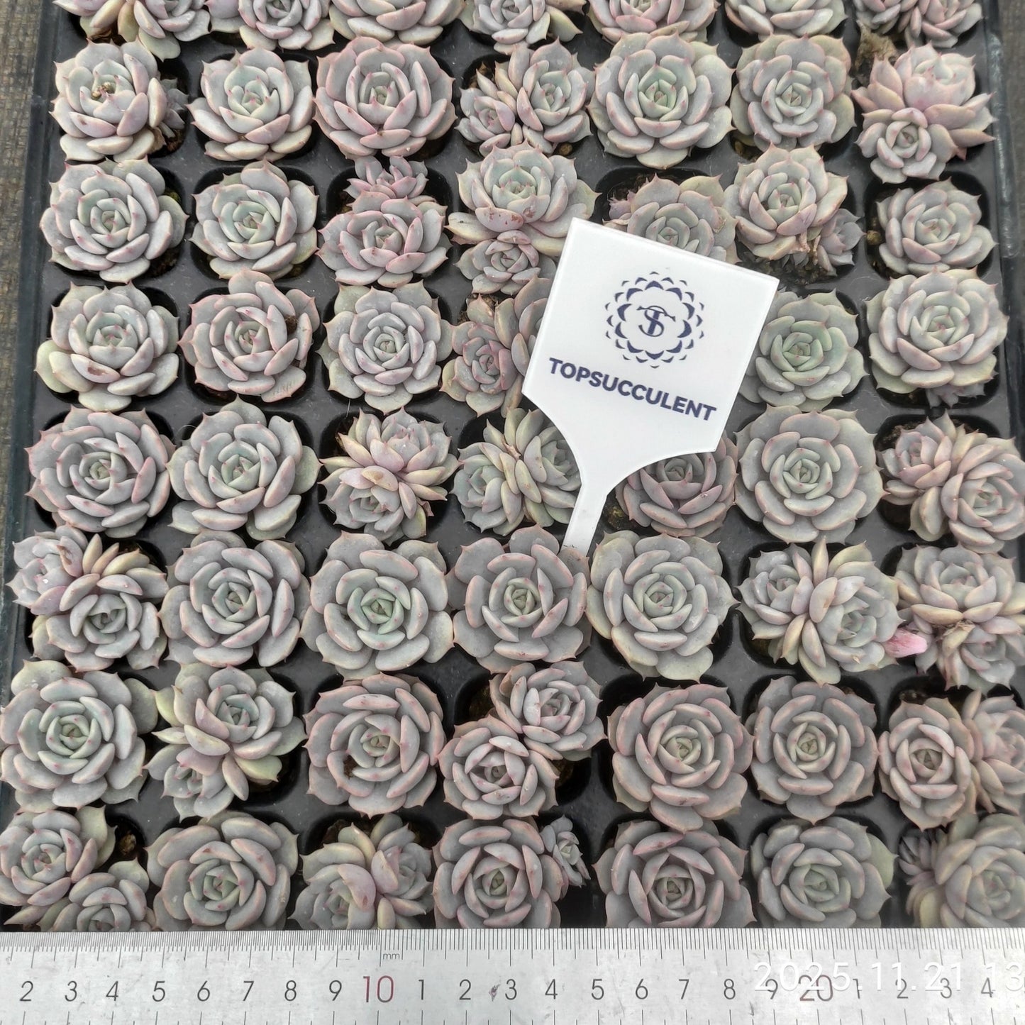 22131  ローラ（3cm pot）（ポット苗）