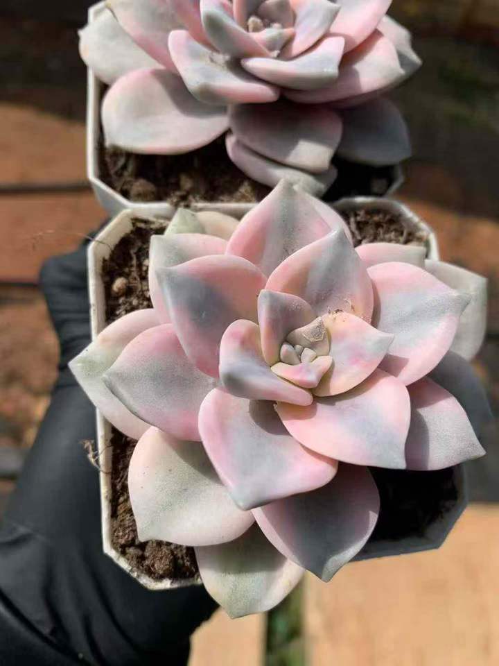 26579 スノーホワイト錦