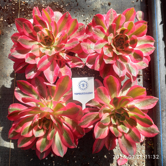 22167 アエオニウム　ウィッチ