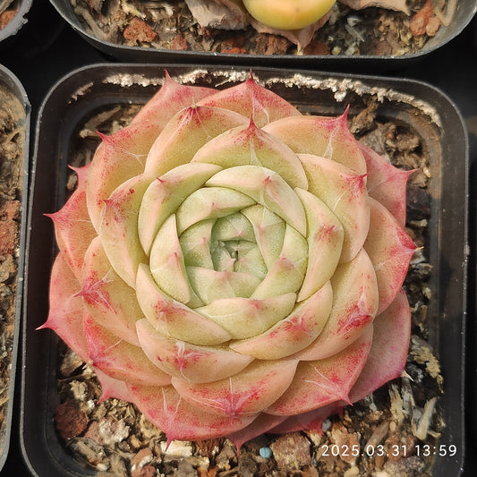 DWZ245 ラブ　ソング (6cm pot)