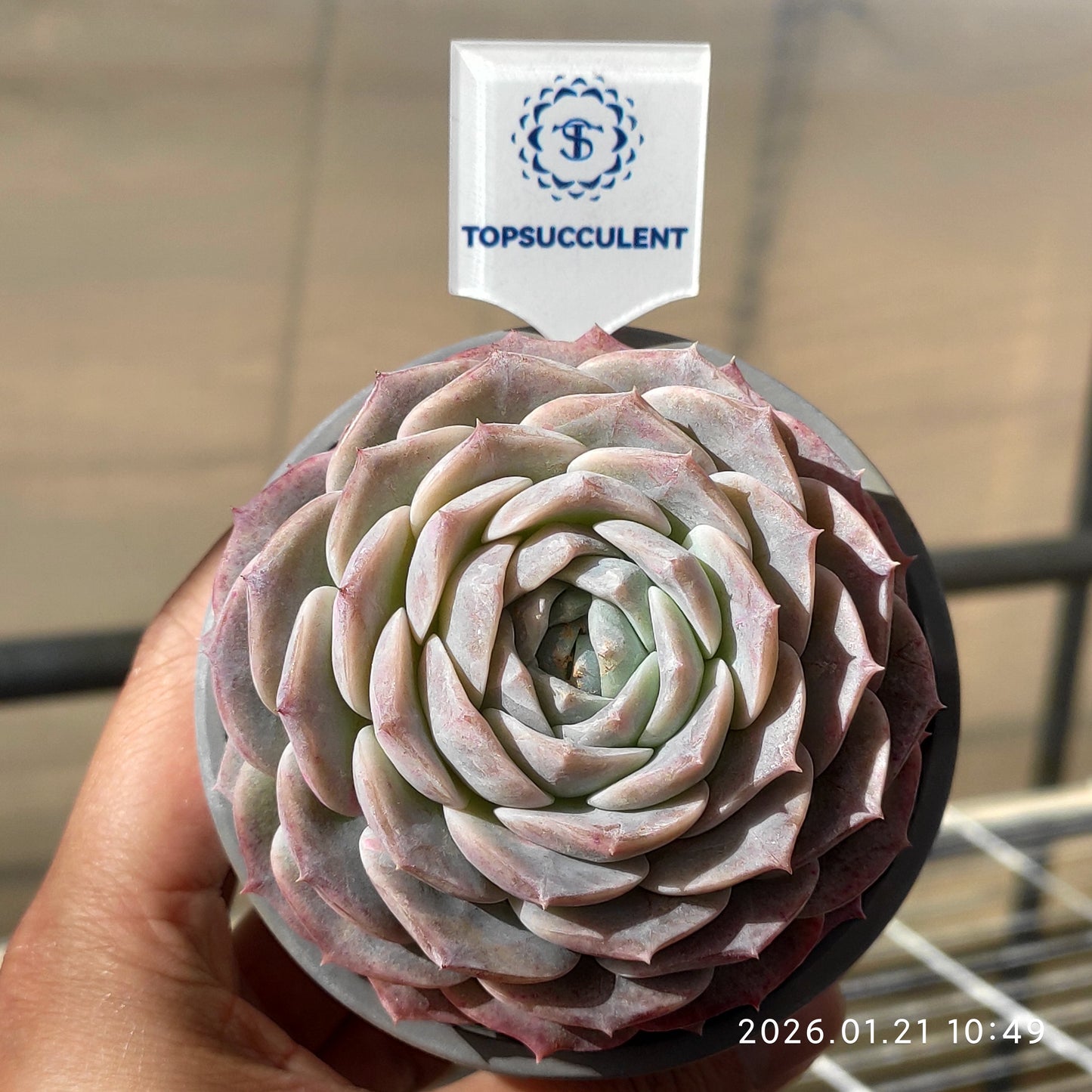 14994 ピュアラブ