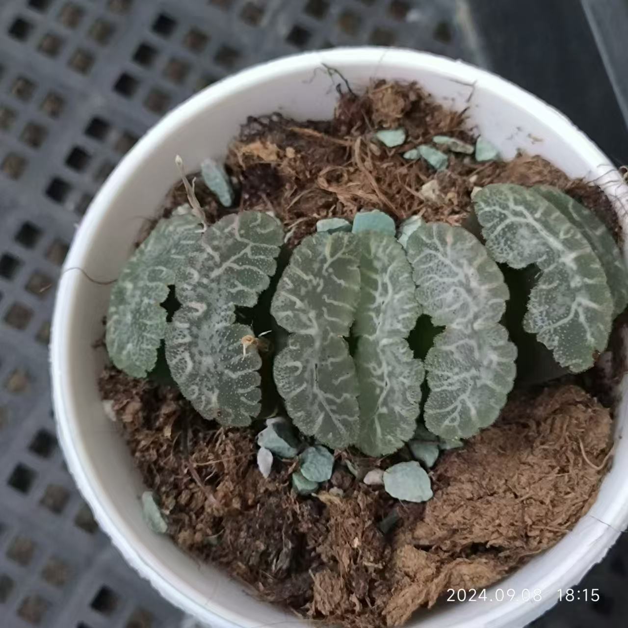 13226 ハオルチア　トランカータ　ニシフジ