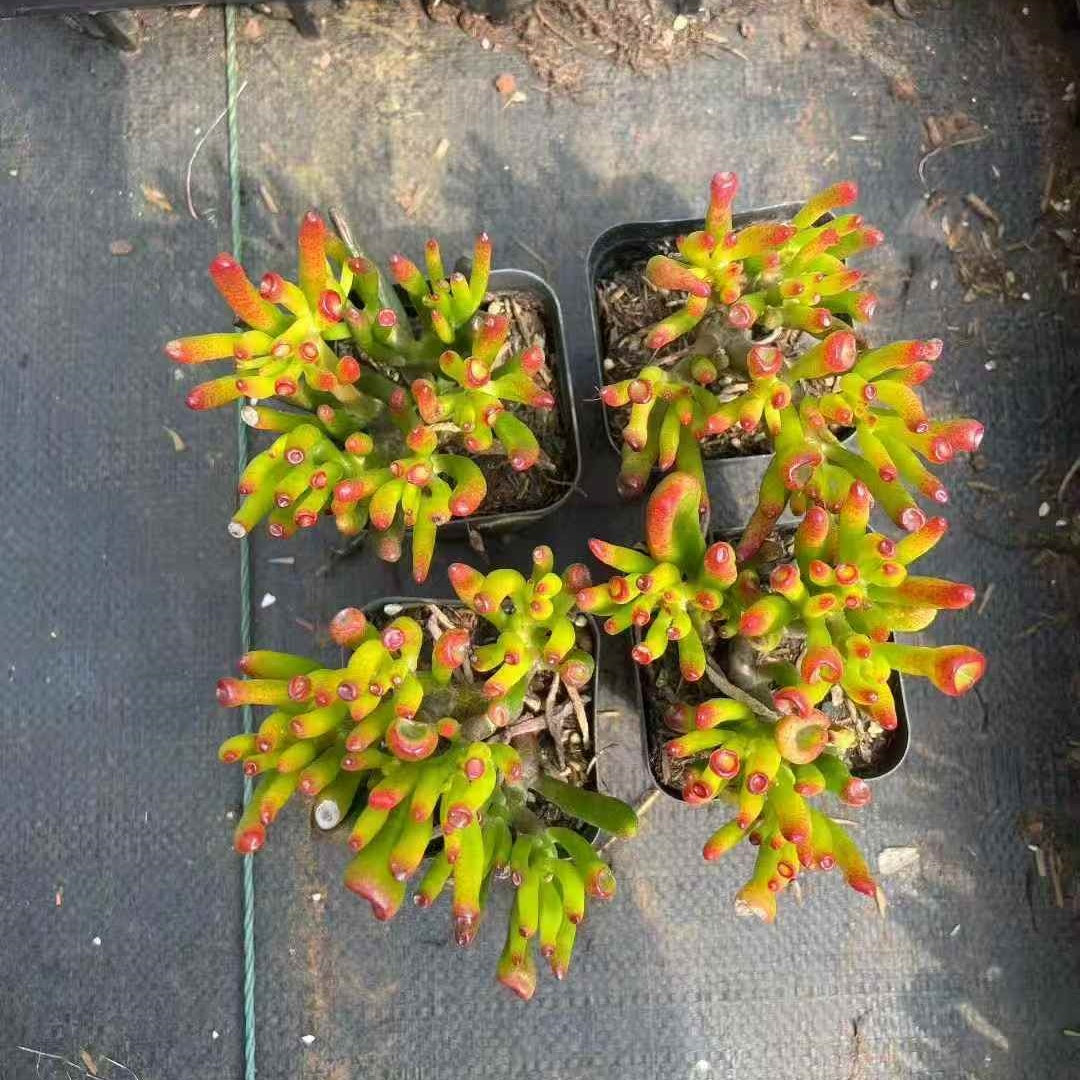 24465 クラッスラ　オブリくア　ゴルム