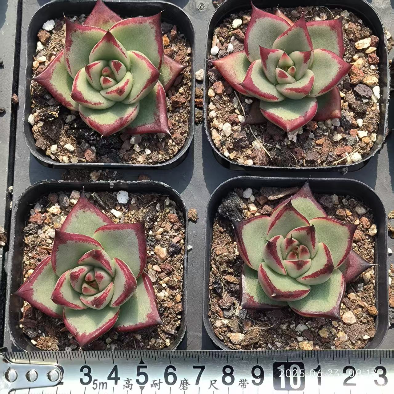 HC086 エボニー（6.5 cm pot）