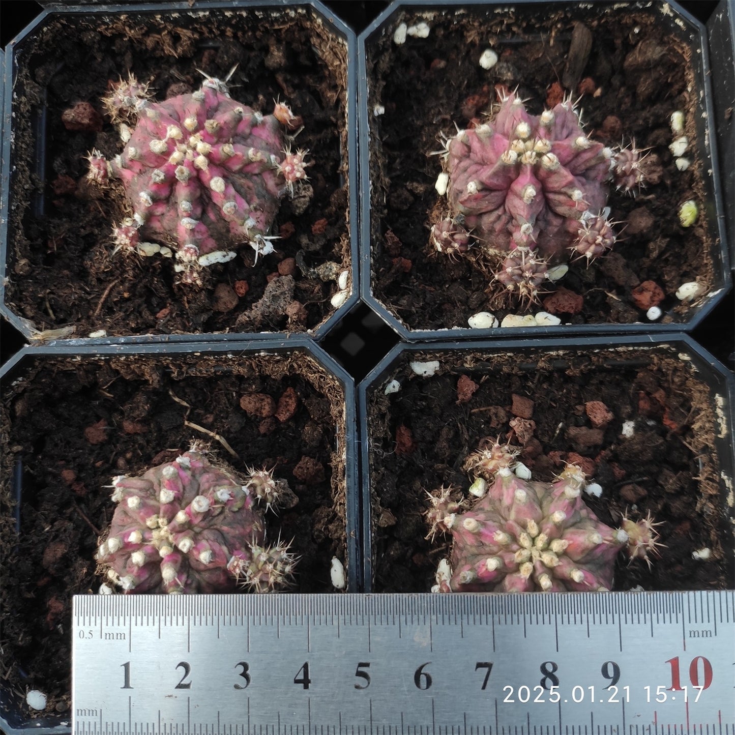 ZL025  ギムノカリキウム・ミハノビッチ T-LUX（6cm pot）