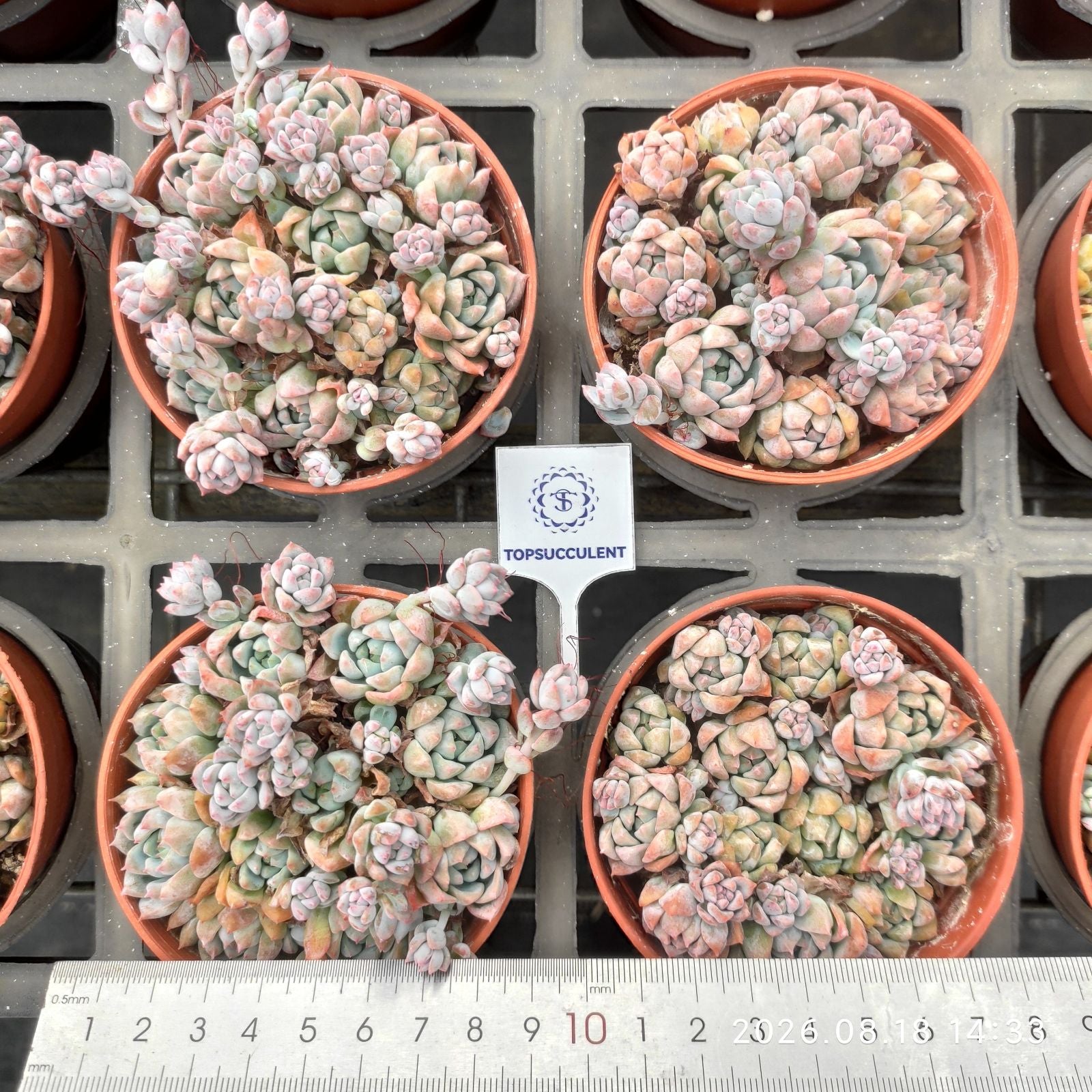 26036 ピンクプロリフィカ – Top Succulent®