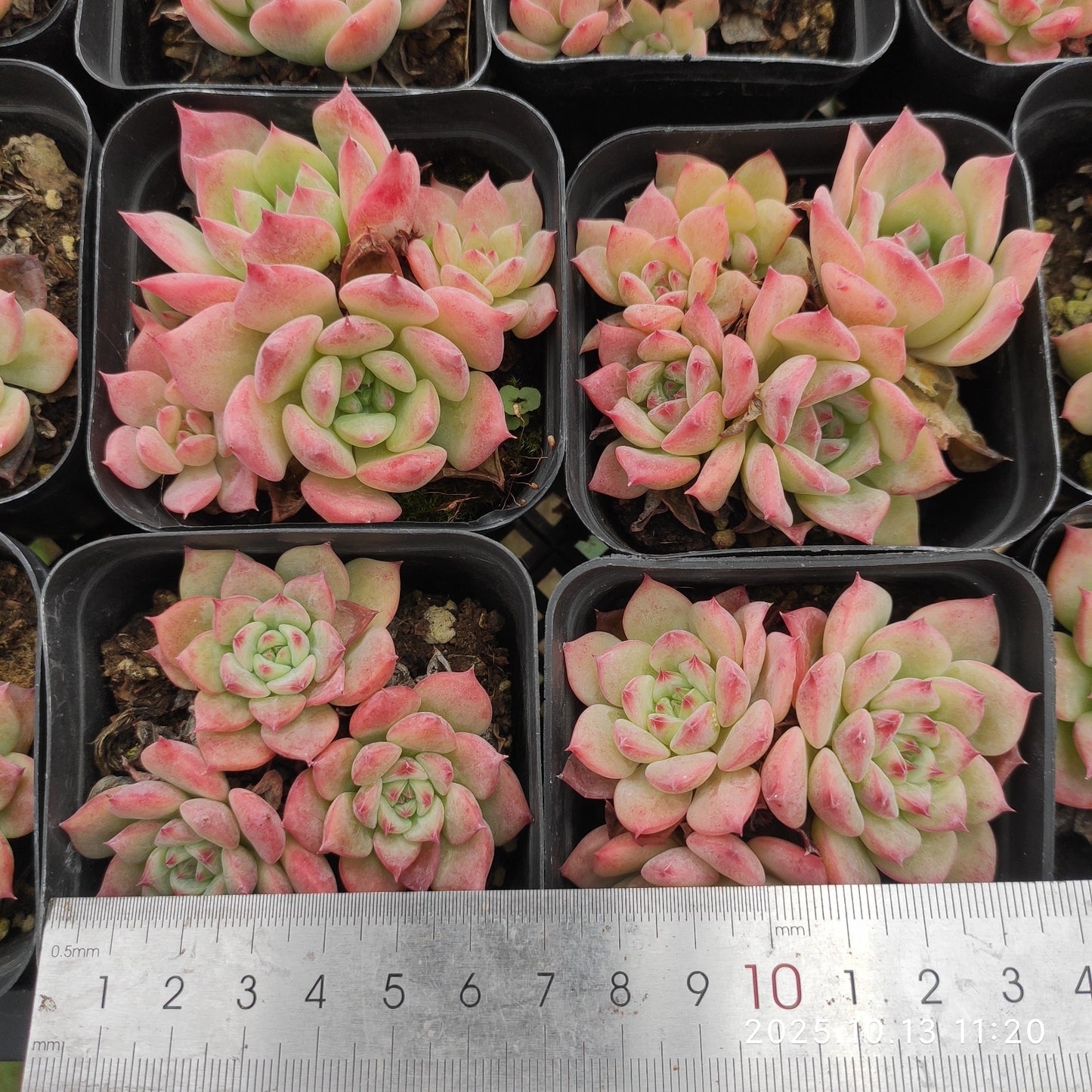 20077 AKマリア（6.5cm pot）