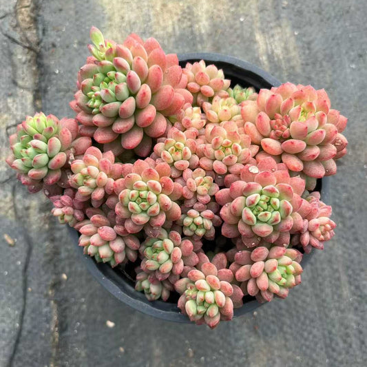 25016 ストローブレ　ムース