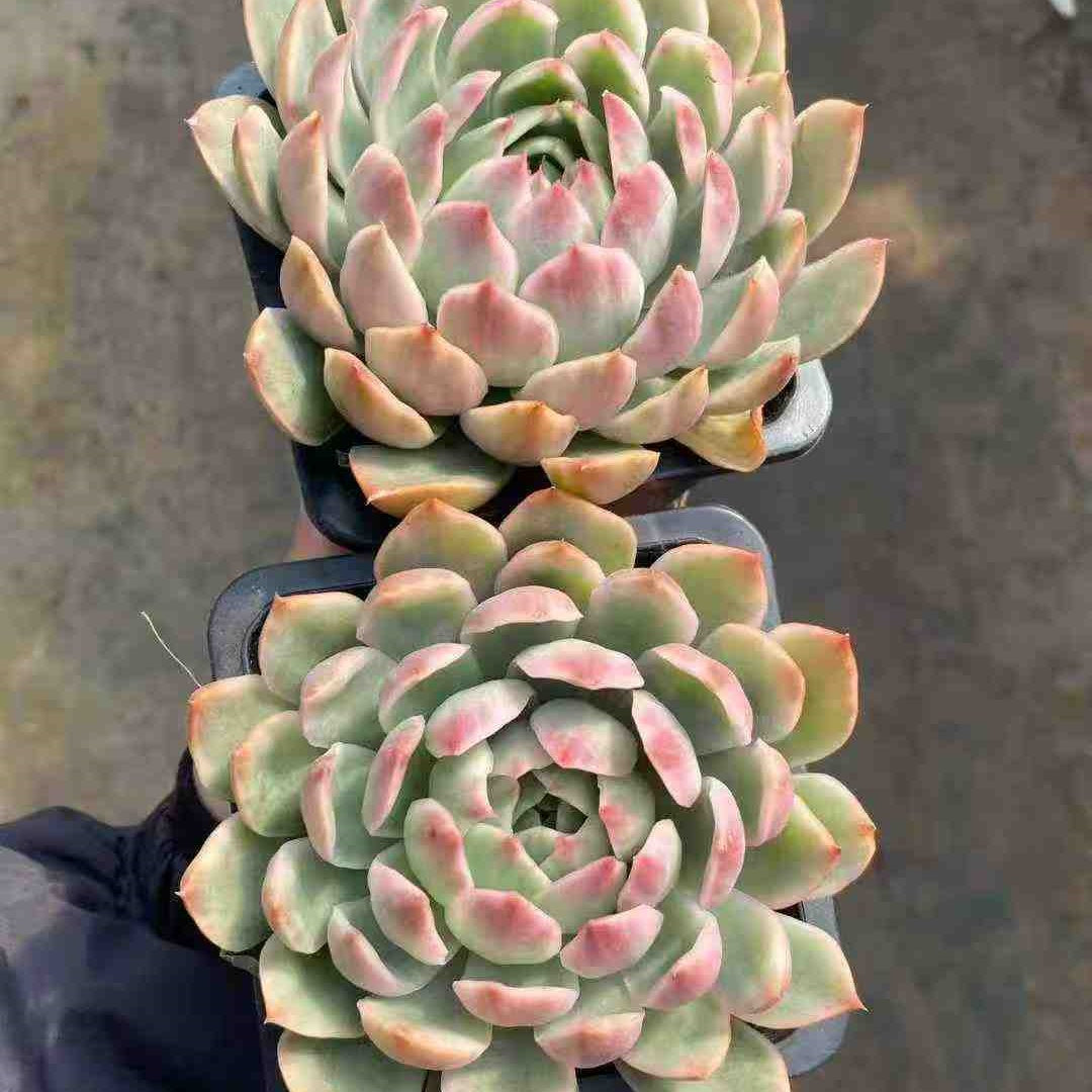 23614 クリスタル　ロバー錦（9cm pot）